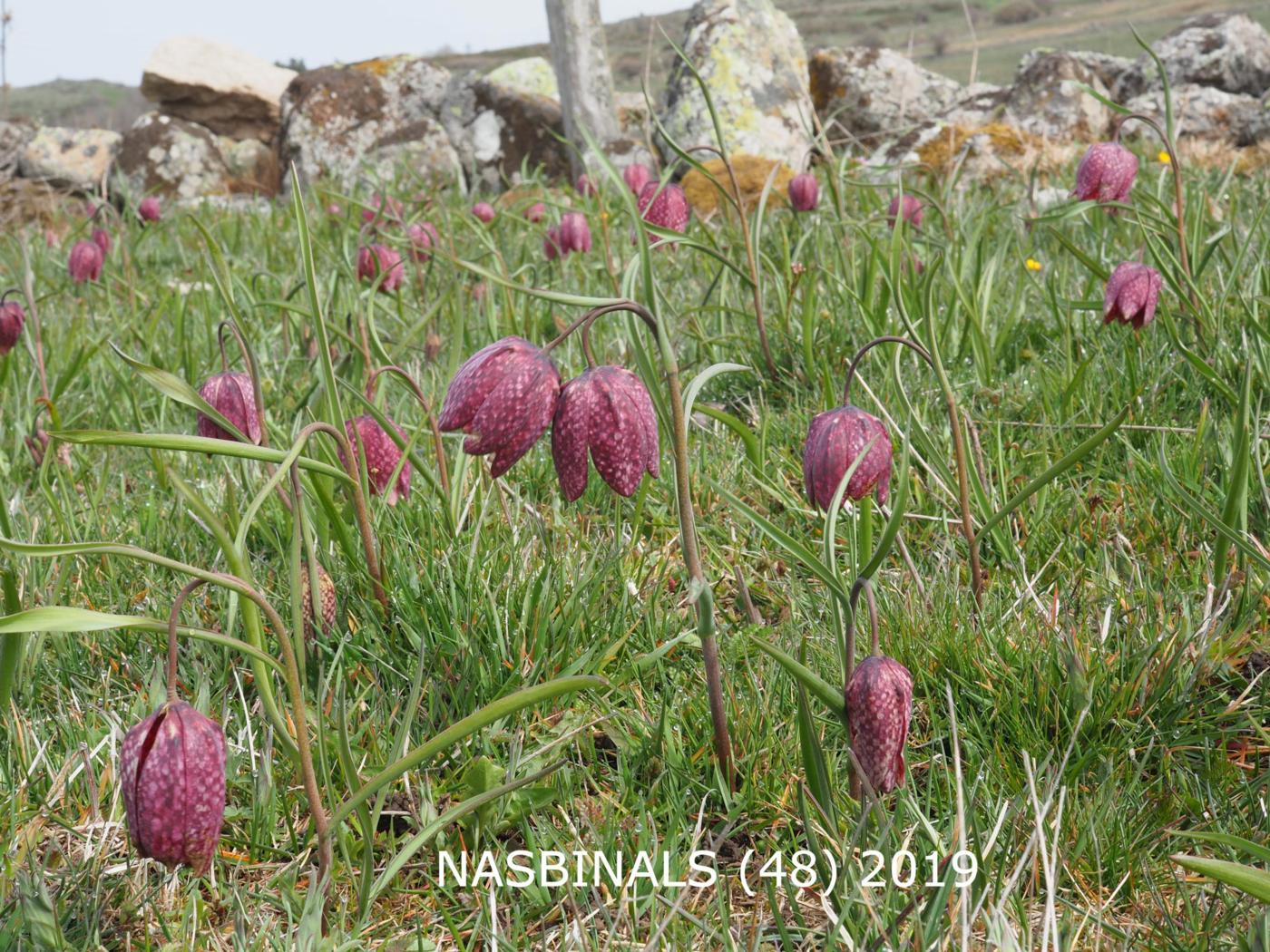 Fritillary, Snake's head flower